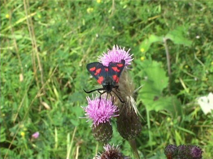 Sumpfhornklee-Widderchen ( Zygaena trifolii ) : Am Niederrhein, Feuchtbiotop, 09.07.2005